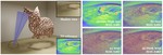 Unbiased Differential Visibility Using Fixed-Step Walk-on-Spherical-Caps And Closest Silhouettes