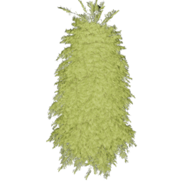 Eastern Hemlock