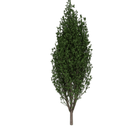 Lombardy Poplar
