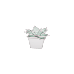 Plant Succulent