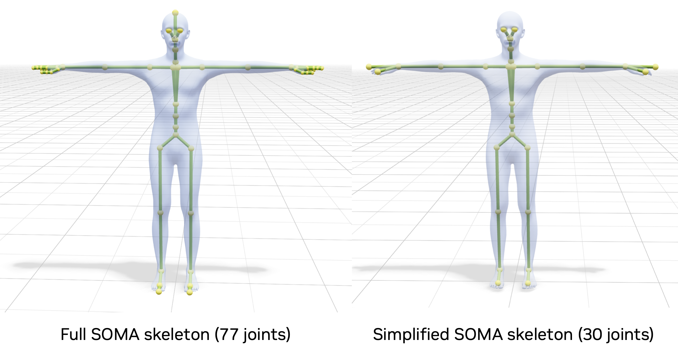 "SOMA skeletons"