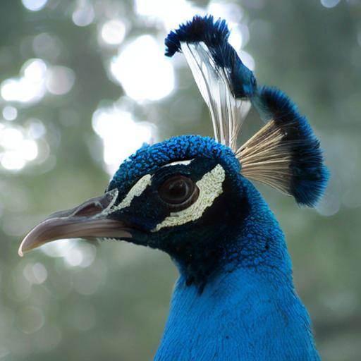 peacock