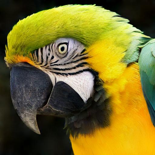 parrot