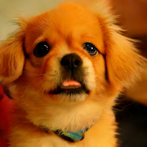 dog2