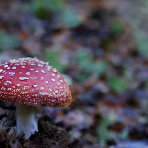 mushroom