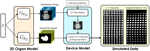Federated Simulation or Medical Imaging